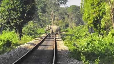  In August, the Railways allocated Rs 77 crore for Intrusion Detection System (IDS) technology to prevent elephant fatalities from train collisions.